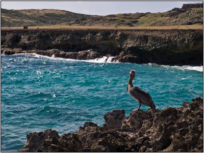 A Pelican Roosts on the Rocky Coast