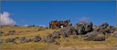Horses Tethered Among the Rocks of Aruba