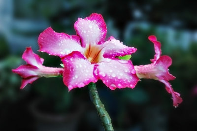 DSC_8807FxNr2Sh2Web.jpg