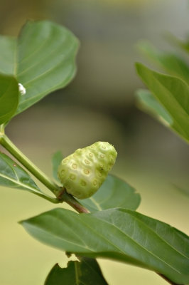 DSC_6752FxShweb.jpg