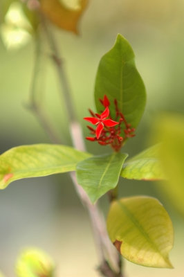 DSC_6759FxShweb.jpg