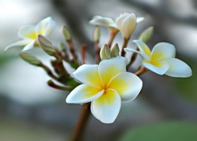 DSC_7060FxNrShweb.jpg