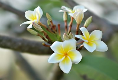 DSC_7063FxShweb.jpg