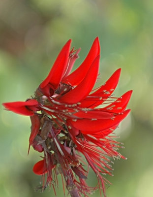 DSC_7157FxShweb.jpg