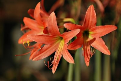 DSC_8112FxShWeb.jpg