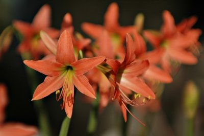 DSC_8119FxShWeb.jpg
