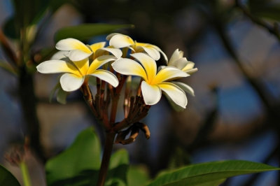 DSC_8121FxshWeb.jpg