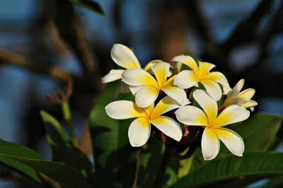 DSC_8127FxShWeb.jpg