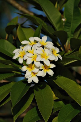 DSC_8131FxShWeb.jpg