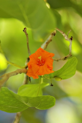 DSC_8150FxShWeb.jpg