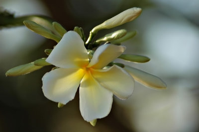 DSC_8183FxShWeb.jpg