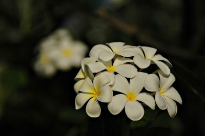 DSC_8212FxShWeb.jpg