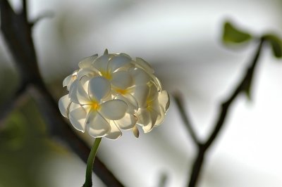DSC_8227FxShWeb.jpg