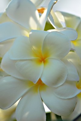 DSC_8237FxShWeb.jpg