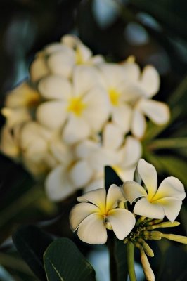 DSC_8313FxShWeb.jpg
