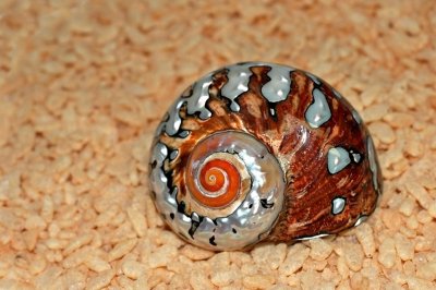 DSC_9394FxShweb.jpg