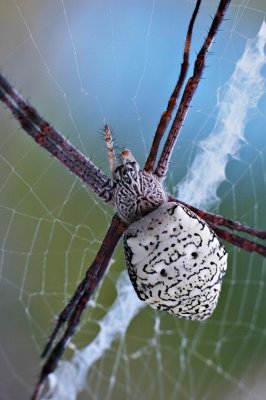 DSC_9531FxShweb.jpg