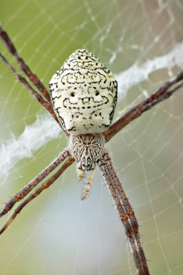DSC_9552FxShweb.jpg