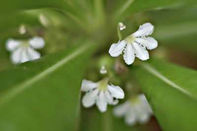 DSC_9576FxShweb.jpg
