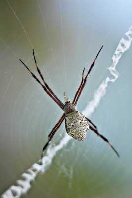 DSC_9592FxShweb.jpg