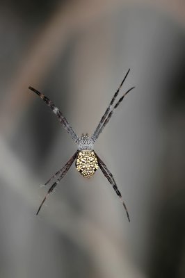 DSC_9618FxShweb.jpg