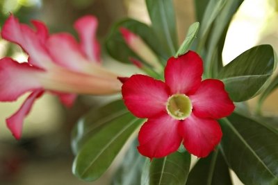 DSC_0261FxShWeb.jpg