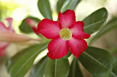 DSC_0266FxShWeb.jpg