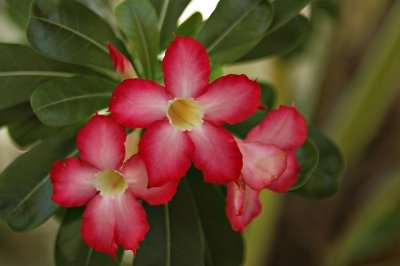 DSC_0273FxShWeb.jpg