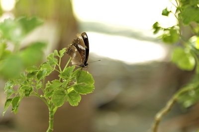 DSC_0287FxShWeb.jpg