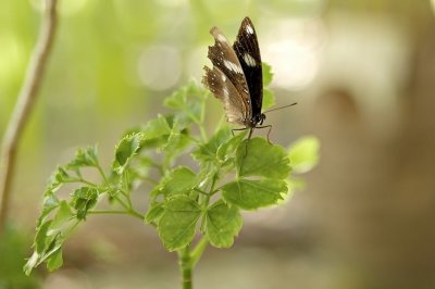 DSC_0303FxShWeb.jpg