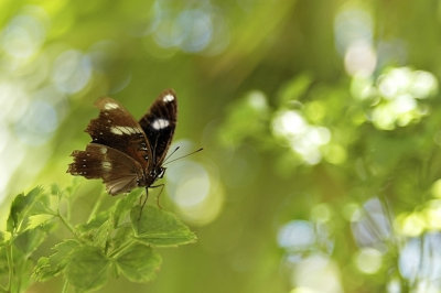 DSC_0307FxShWeb.jpg