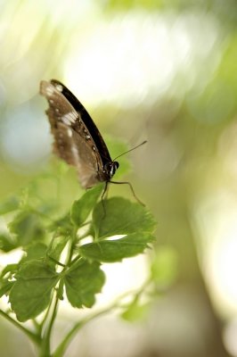 DSC_0317FxShWeb.jpg