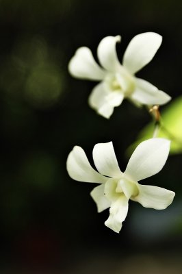 DSC_0351FxShWeb.jpg