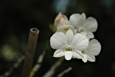 DSC_0354FxShWeb.jpg