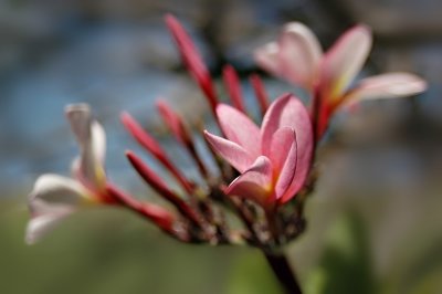 DSC_0372CrFxSh2Web.jpg