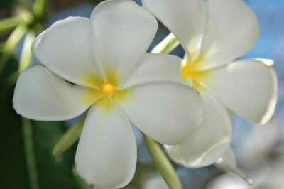 DSC_0427FxShweb.jpg