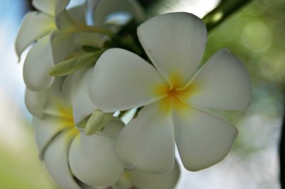DSC_0430FxShweb.jpg