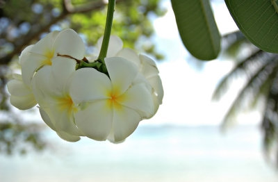 DSC_0433FxShweb.jpg
