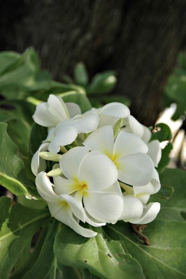 DSC_0445FxShweb.jpg