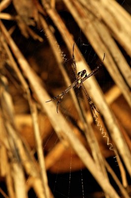 DSC_0685FxShweb.jpg