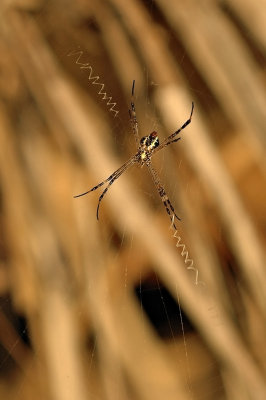 DSC_0688FxShweb.jpg