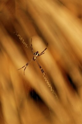 DSC_0691FxShweb.jpg