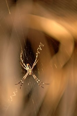 DSC_0694FxShweb.jpg