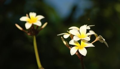 DSC_8130FxShWeb.jpg
