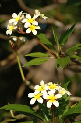 DSC_8132FxShWeb.jpg