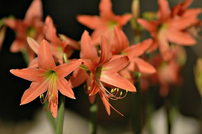 DSC_8143FxShWeb.jpg