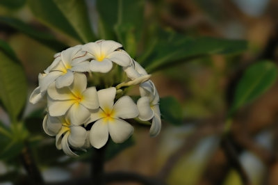 DSC_8272FxSh2Web.jpg