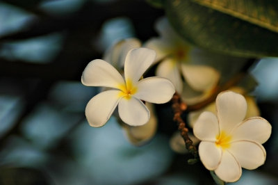 DSC_8308FxShweb.jpg