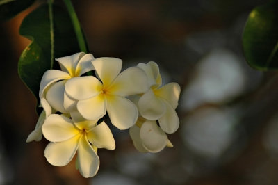 DSC_8309FxShWeb.jpg