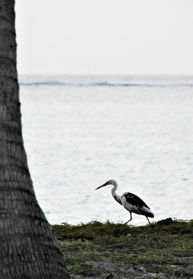 the birds at the cove